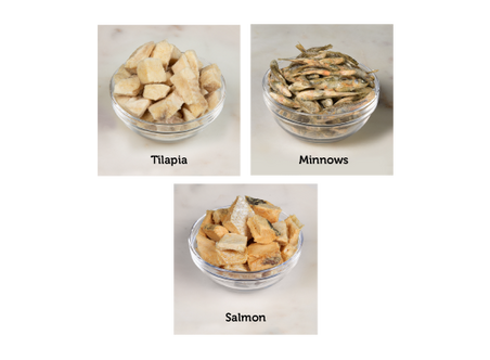 Fish Feast